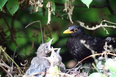 Amsel-8-Tag-Mittag-20.jpg